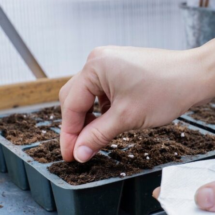 Tomato Seeds - 5 KG - Image 4