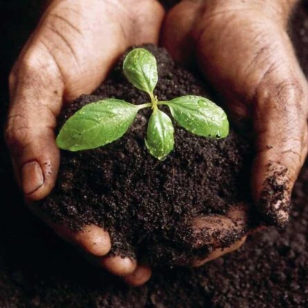 Organic Compost - Image 2