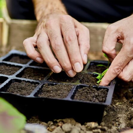 Sunflower Seeds - Image 3