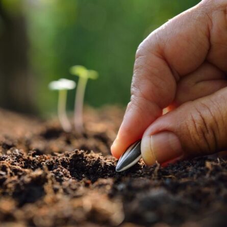 Sunflower Seeds - Image 4