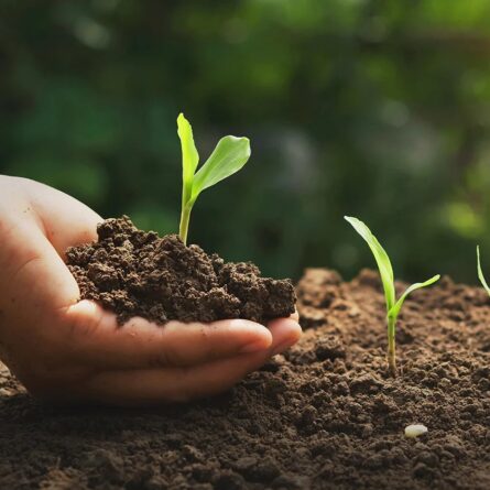 Organic Compost - Image 3