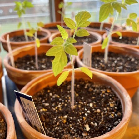 Tomato Seeds - 5 KG - Image 2