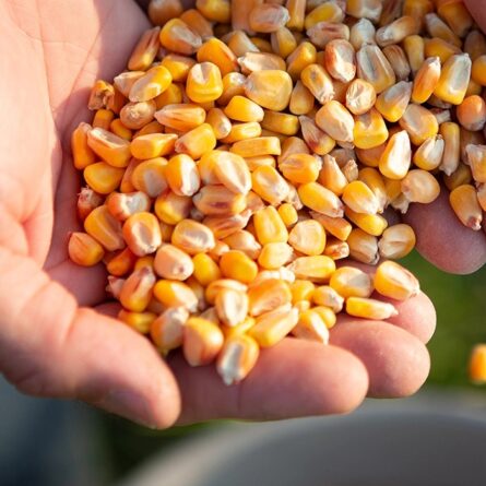 Corn Seeds - 5 KG - Image 2