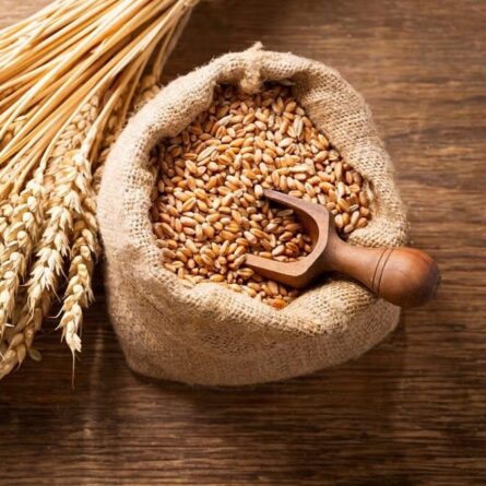 Wheat Seeds - 5 KG - Image 4